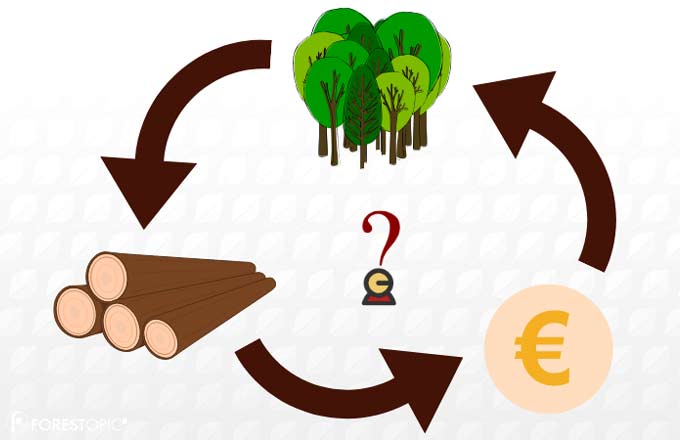 Créer des financements pour renouveler les forêts et mobiliser du bois. Trois propositions de l’Ademe