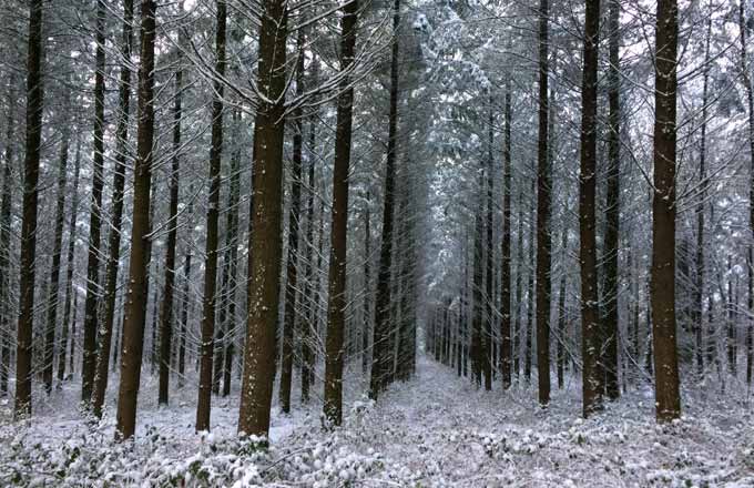 Les forêts de douglas sont les premières concernées par la nouvelle stratégie sylvicole de Société forestière (crédit photo: Société forestière)