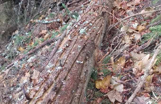 Le rainurage des troncs d’épicéa peut réduire le risque de les voir devenir un foyer de scolytes (crédit photo: Forestiers d’Alsace)