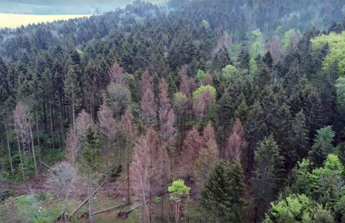 Forêt d’épicéas attaquée par les scolytes (crédit photo: Christophe Voegelé/ONF)