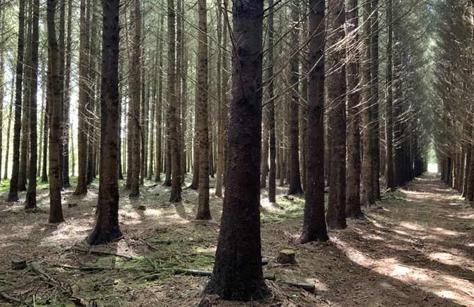 Plantation d’épicéa ayant reçu des aides du Fonds forestier national (FFN) dans le Finistère (photo: droits réservés)
