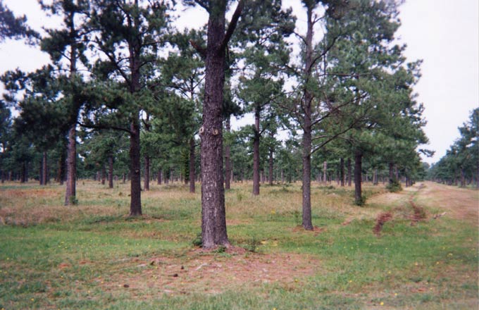 Verger à graines de clones de pin à encens (pin taeda), Virginia Department of Forestry, Virginie, États-Unis d’Amérique