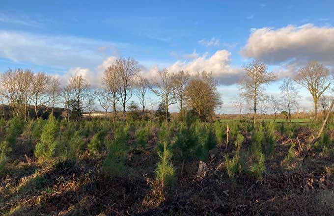 Plantation Néosylva de pins de 2 ans à Herbignac, en Loire-Atlantique (photo: droits réservés)