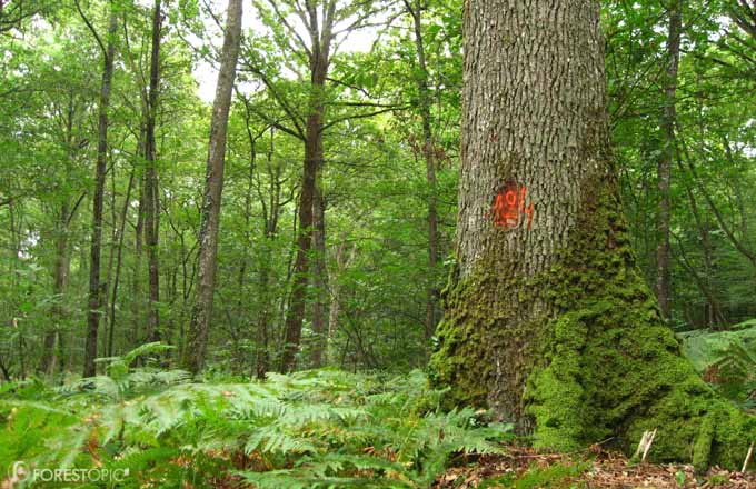L’AMI vise à soutenir des projets d’ingénierie pour la forêt et le bois