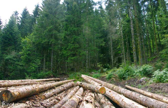 Les communes forestières demandent à l’État de «réinvestir la forêt» (crédit photo: CC/Forestopic)