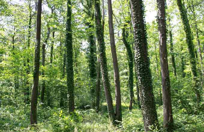 Six recommandations pour simplifier la gestion durable des forêts publiques et privées (CGAAER)
