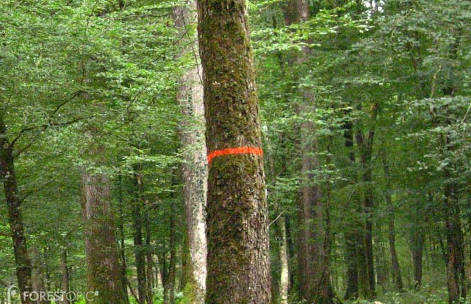 Le gouvernement veut raboter les centimes forestiers: 2,8 millions d’euros seraient en jeu