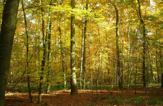 Le label Bas Carbone pourrait consolider des initiatives déjà en marche, ayant trait à la compensation carbone volontaire en forêt