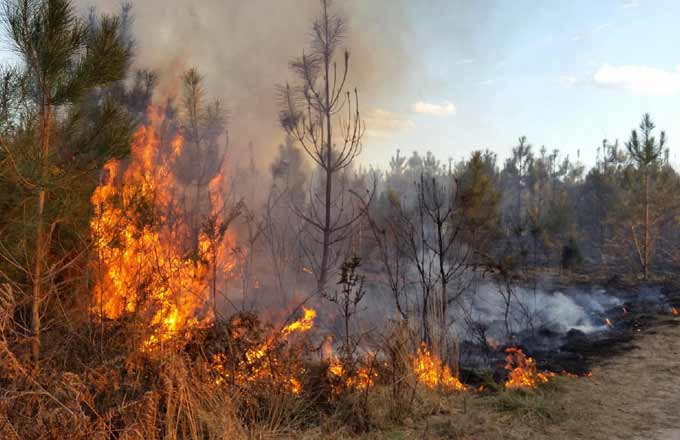 Risque des feux de forêt: un appel à la mobilisation générale venu du Sénat