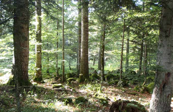 Le rapport Fern-Canopée entend notamment comptabiliser les bois de petits diamètres (branches d’arbres) dans les scénarios forestiers à horizon 2050