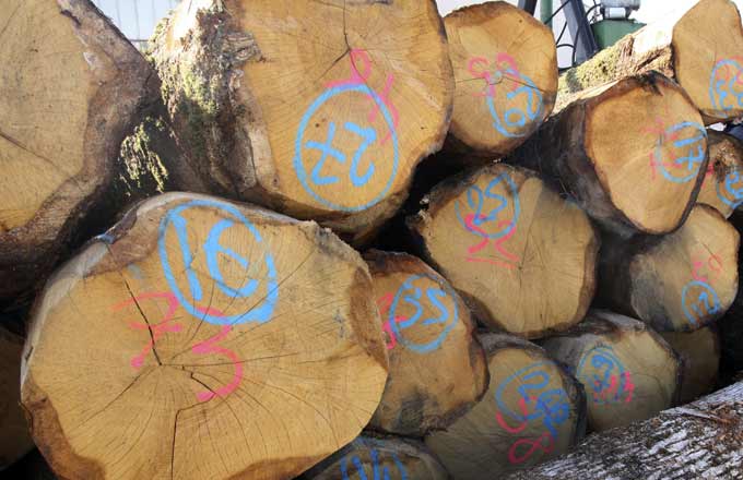 Un accord de filière pour le chêne et des recommandations pour la contractualisation dans la forêt et le bois