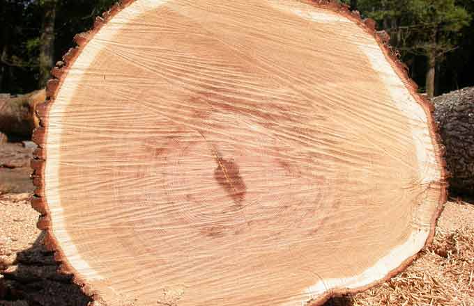 La récolte du bois de chêne progresse en 2016 dans les forêts françaises