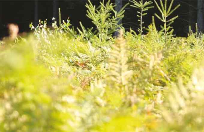 Renouveler la forêt pour demain… et avec quels financements!