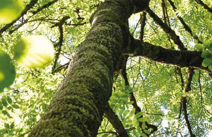 Le succès de La vie secrète des arbres, danger ou opportunité pour la filière forêt-bois? (photo: extrait de la couverture de Forêts de France de décembre 2017)