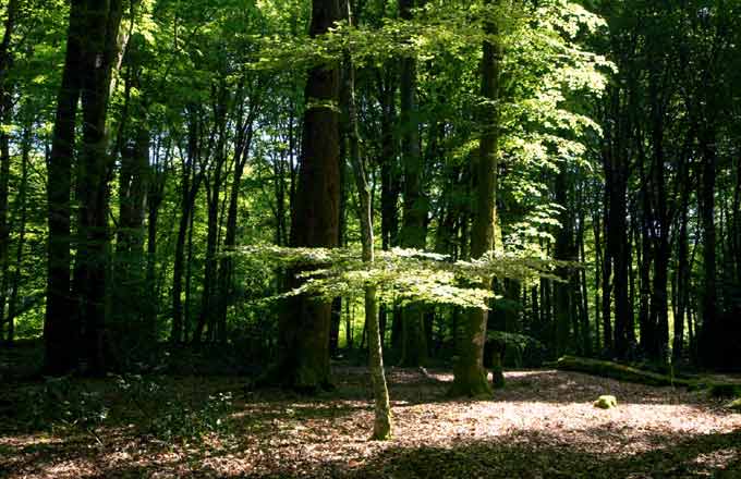 forêts