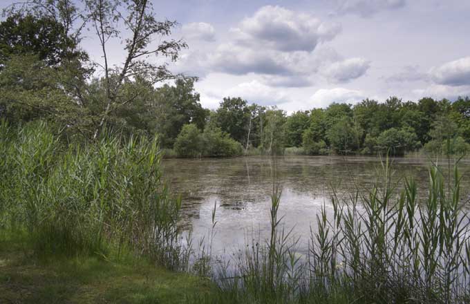 La forêt en Centre-Val-de-Loire recouvre 954 000 hectares