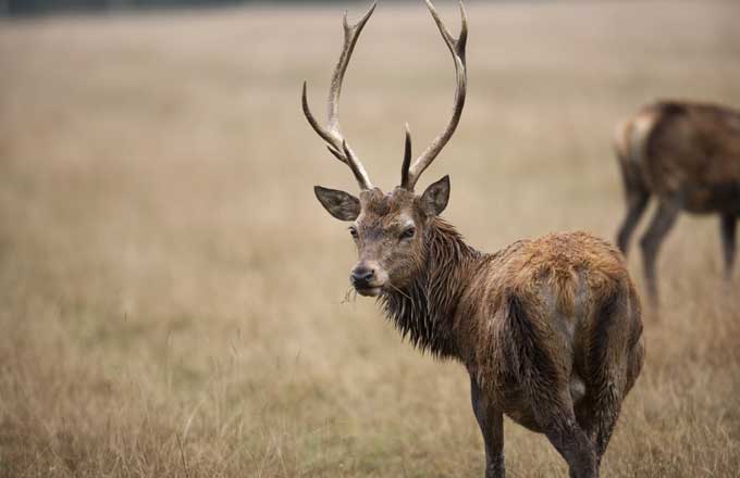 La forêt sous la pression du gibier