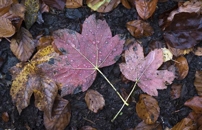 Les feuilles et les brindilles jouent un rôle essentiel dans la fertilisation des sols