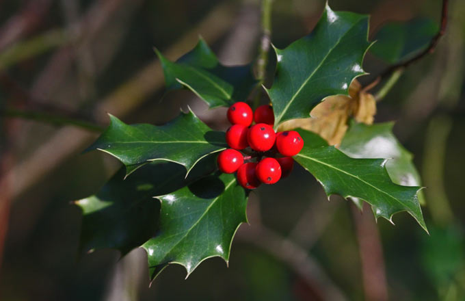 Le houx est une plante forestière rustique et sa symbolique est associée à sa résistance aux froidures hivernales