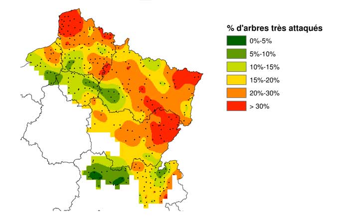 Cartographie de l’impact de la chalarose en France, en zone contaminée. Pourcentage de frênes considérés comme très attaqués. Les points noirs matérialisent le plan d’échantillonnage