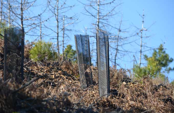 Carbone: le rôle de la forêt française enfin reconnu