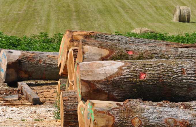 Les revenus de la vente de bois peuvent financer les travaux nécessaires au renouvellement des parcelles forestières