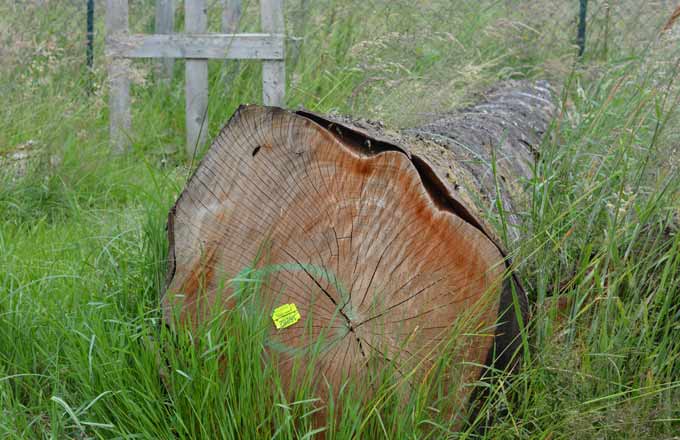 «Feuillus divers»: pourquoi les marchés n’en veulent plus et quels sont leurs atouts en forêt