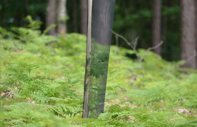 Les pépiniéristes et reboiseurs souhaitent une remise à plat de la garantie de reprise des plants