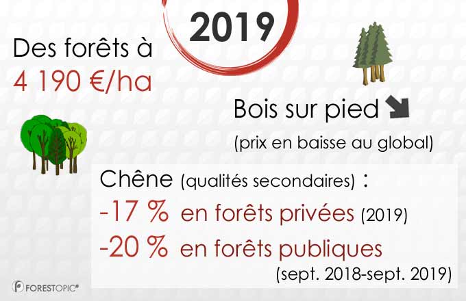 Le marché des forêts et du bois sur pied se rétracte en 2019, après des années de hausse