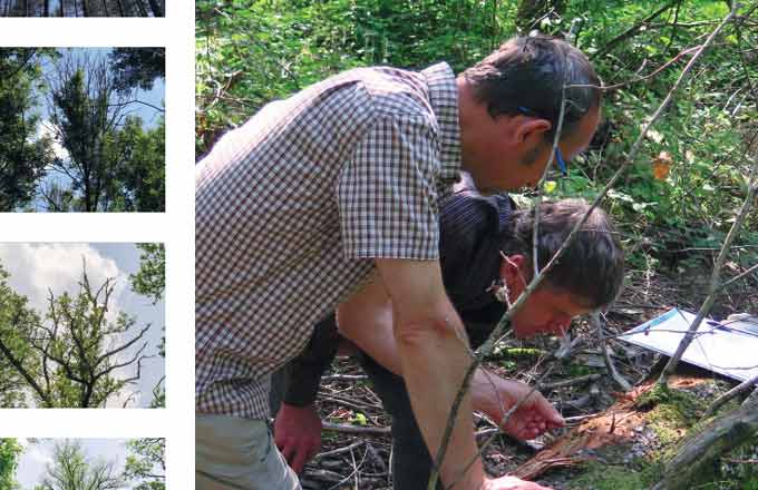 Extrait de la couverture du guide de gestion des crises sanitaires en forêt, deuxième édition