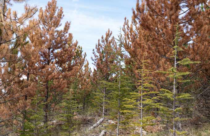 Choyer nos forêts fragilisées par le climat