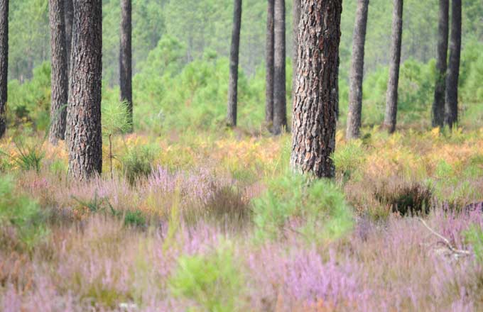 La forêt de Nouvelle-Aquitaine, au-delà des clichés