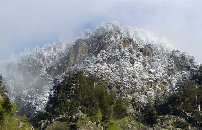 Pins sylvestres poudrés de neige dans les Hautes-Pyrénées (crédit photo: Michel Bartoli)