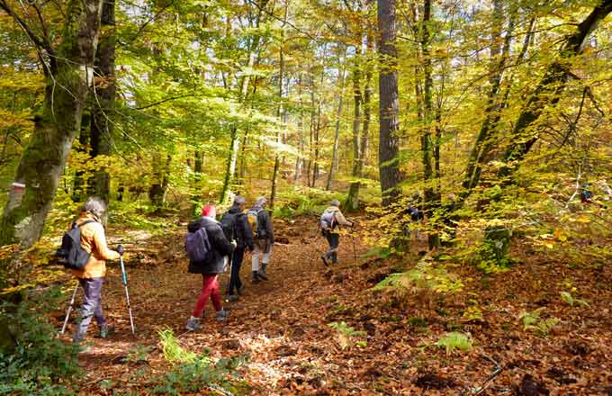 Randonneurs en forêt de Fontainebleau (crédit photo : Olivier Martineau/CNPF)