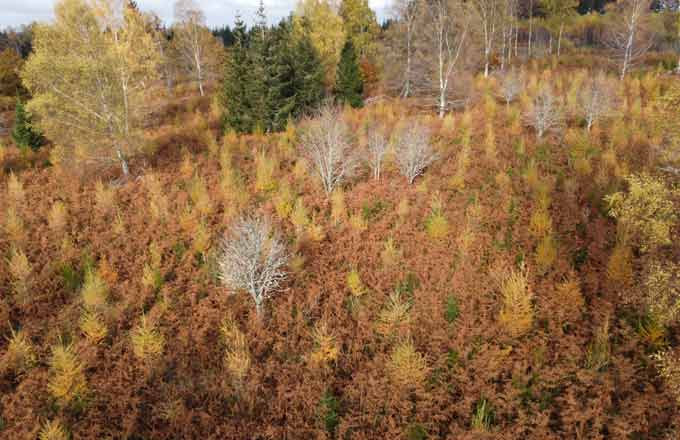 « Écoreboisement » en mélèze hybride et en douglas sur une parcelle gérée par Coopérative forestière Bourgogne Limousin (crédit photo: CFBL)