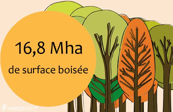 Surface des forêts de France métropolitaine