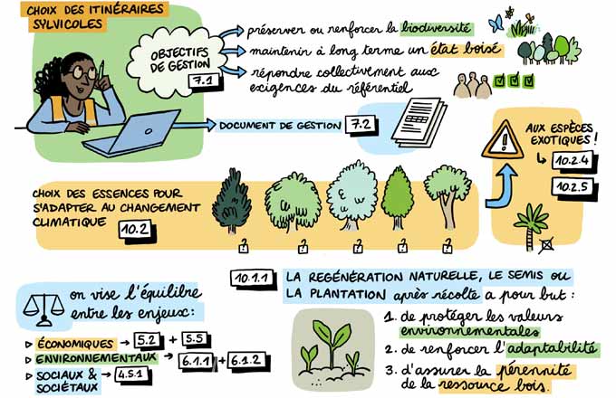 Synthèse des propositions de révision FSC sur le volet des pratiques forestières en lien avec l’adaptation au changement climatique, une fois réalisés le diagnostic et les projections climatiques (crédit de l’illustration: Louise Plantin pour FSC)