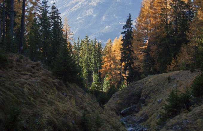 Mélèzes dans un paysage alpin (crédit photo: Sylvain Ougier/CNPF)