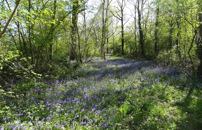 Tapis de jacinthes en forêt au printemps (Bruno Longa/CNPF)