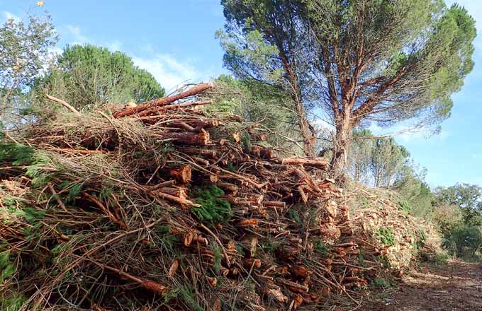 Pile de bois énergie dans le Var (crédit photo: Quentin Vanneste/CNPF)