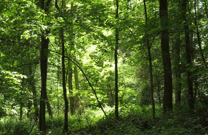 Pour FNE, la coupe, productrice de bois, doit avant tout être un outil de renforcement de la résilience et de la multifonctionnalité des forêts (crédit photo: Christophe Chauvin)