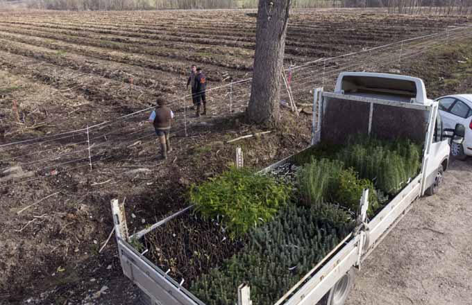 Différentes essences sont testées pour analyser leur comportement dans des situations variées (crédit photo: Sylvain Gaudin/CNPF)