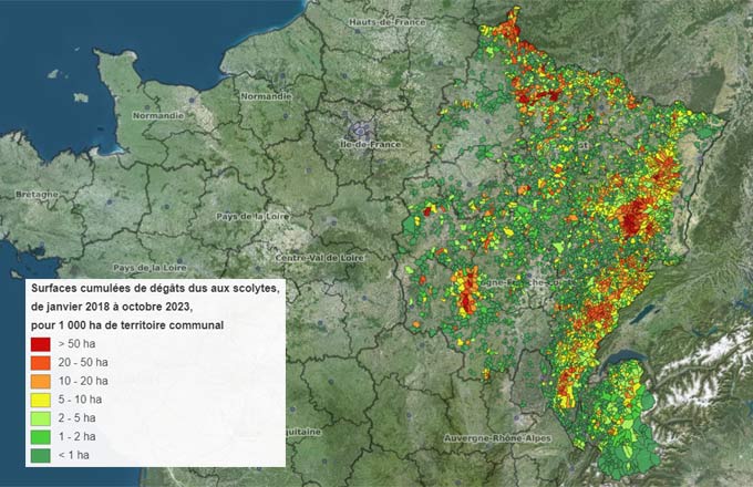 Surfaces cumulées de dégâts dus aux scolytes d’épicéas et de sapin, entre 2018 et 2022. Données : Inrae, DSF et Theia, récoltées par télédétection. Carte IGN.