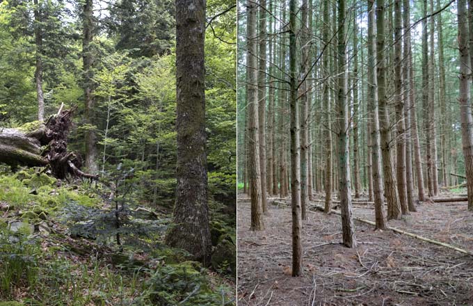 Deux cas «extrêmes» en matière de traitement des résineux. À gauche, forêt en libre évolution, hêtraie sapinière, dans la réserve naturelle nationale des Ballons comtois, en Haute-Saône (crédit photo: Sylvain Gaudin/CNPF). À droite, monoculture résineuse régulière d’essence exotique (douglas) issue de plantation et non éclaircie, en Lozère (crédit photo: Florent Gallois/CNPF)