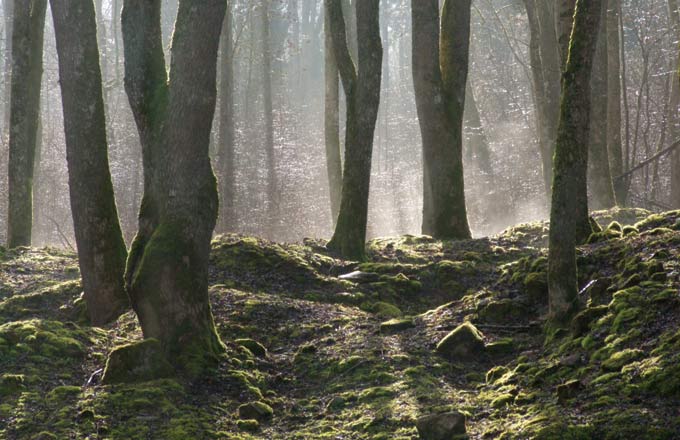 En forêt domaniale de Verdun, les arbres recouvrent désormais, comme un linceul, le village disparu de Bezonvaux (crédit photo: Stéphanie Jacquemot)