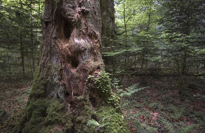 Gros bois de sapin mort sur pied dans une réserve biologique (crédit photo: Sylvain Gaudin/C. CNPF)