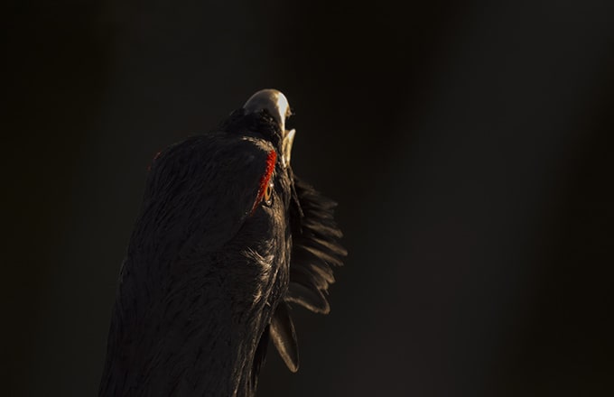 Grand tétras (image extraite du film Le Chant des forêts, de Vincent Munier)