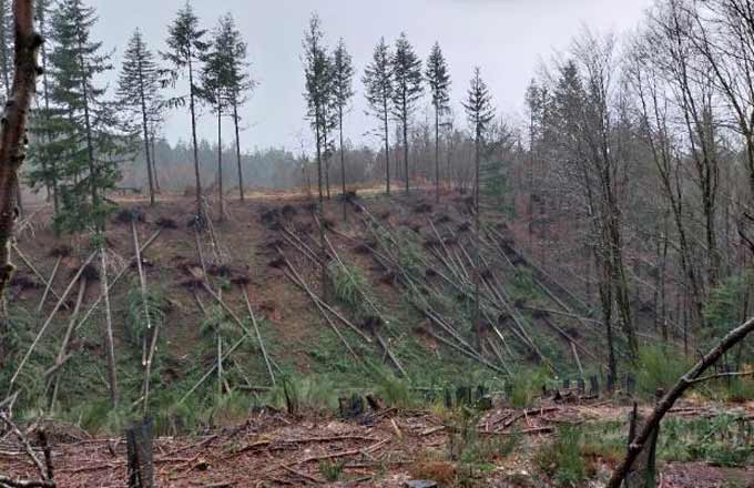 Parcelle forestière après la tempête Nils, en Occitanie (crédit photo: Jean-Michel d’Orazio/CNPF)