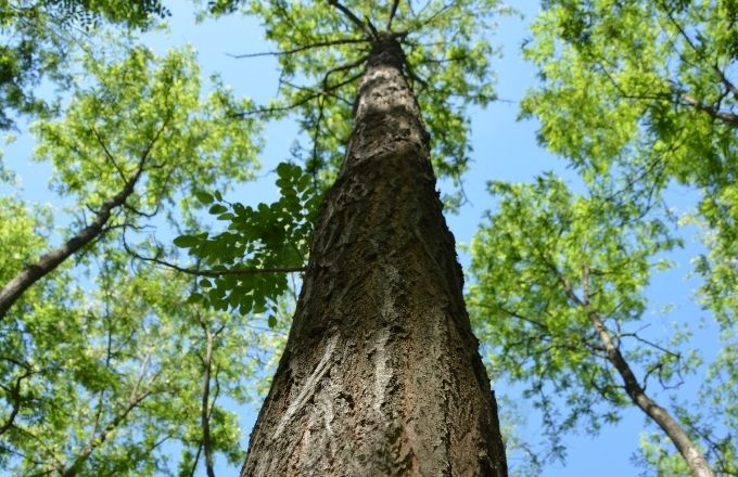 Tronc de Turbo Obelisk de 20 ans (crédit photo : Silvanus Forestry Kft)