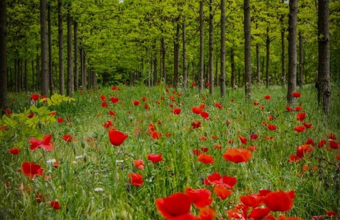 Plantation de Turbo Obelisk de 6 ans à Tápiószele, en Hongrie (crédit photo: Lilla Mátyás Photography)